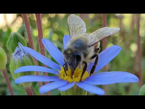 Api, l'impollinazione - bees pollination 4K UHD