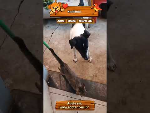 Vídeo de Xerifinho