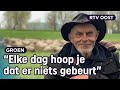 Tjitse vreest dat wolven zijn schapen grijpen | RTV Oost