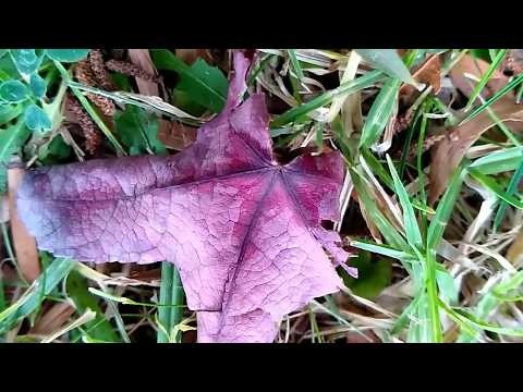 Birds singing captured in slow motion using Moto G7 phone