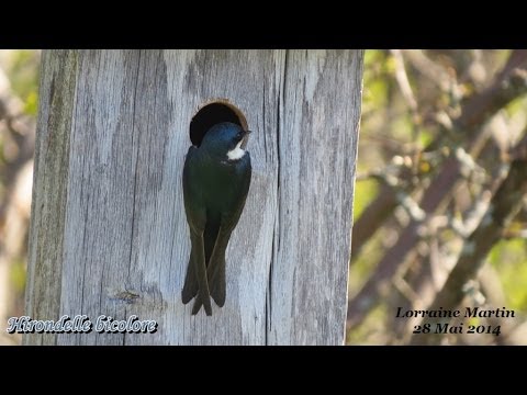 comment construire nichoir pour oiseau