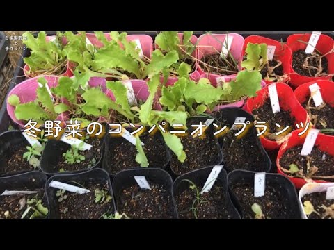 , title : '秋冬野菜のコンパニオンプランツ'