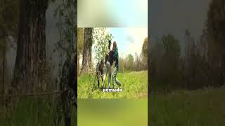 Download lagu Aksi Para Pemuda Yang Bernasib Tragis Karena Tewas Tertancap Di Pohon #shorts #film #alurceritafilm mp3 Download lagu Aksi Para Pemuda Yang Bernasib Tragis Karena Tewas Tertancap Di Pohon #shorts #film #alurceritafilm mp3