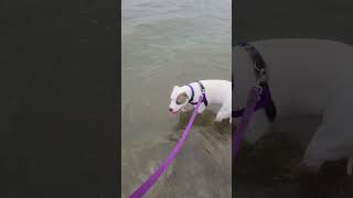 Video preview image #1 Mutt Puppy For Sale in Philadelphia, PA, USA