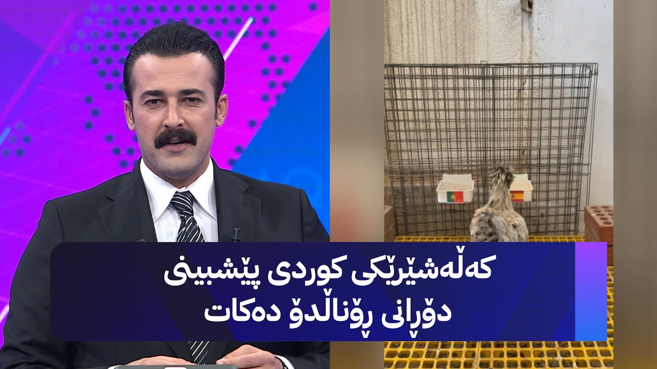 ڤیدیۆ | کەڵەشێرێکی کوردی پێشبینی دۆڕانی ڕۆناڵدۆ دەکات