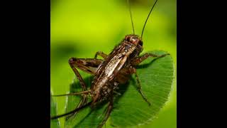 Download lagu Putar Suara Jangkrik [Play] Nyaring dan Merdu di Rumah ! mp3