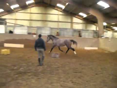 CASSINI 2 / DIAMANT DE SEMILLY  at 3 y old