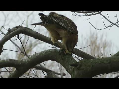 red shoulder hawk feeding on reen frog