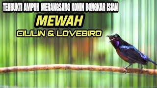 Download lagu SUARA KOLIBRI NINJA GACOR ISIAN CILILIN DAN LOVEBIRD MERANGSANG KONIN IKUT GACOR mp3