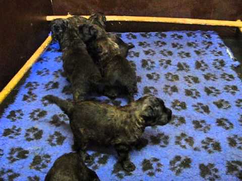 Bouvierpups van Juicy x Hero (3 weken oud)