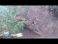 Zoo Cam Tiger Cam At The San Diego Zoo Safari Park