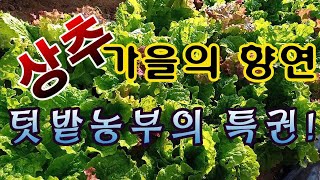 [텃밭농부.829]  가을 상추의 향연, 텃밭농부들의 특권 #상추재배