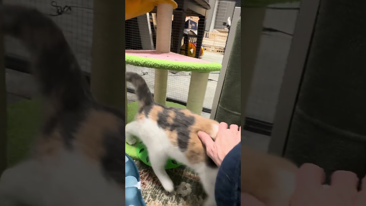 Enlarge Pauline, an adopted Calico in CANONSBURG, PA video 6/6