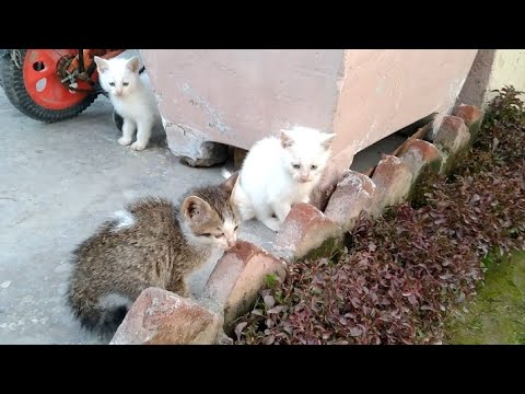 Mother Cat has weaned Her Kittens And They've Started A New Life