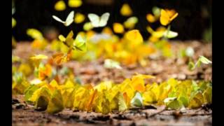 a cloud of yellow butterflies - solo clarinet by Paul Marshall