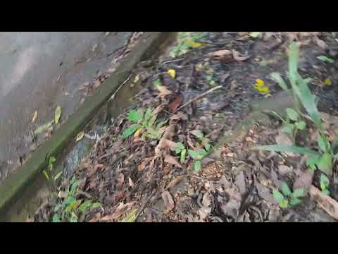 Ruinas de los  chorros en  agua de Dios 
