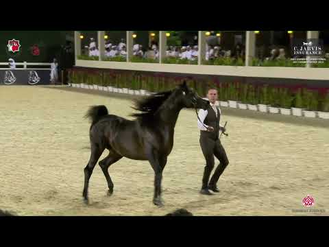 N 267 FARID AL HAWAJER   Abu Dhabi International AHC 2023   Stallions 4 Years Old and Older Class 6B