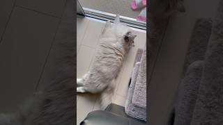 この方法なら絶対に猫が見てくれます