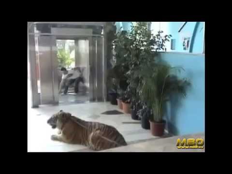 OMG! Someone Leave The Tiger In Front Of The Elevator (Prank)