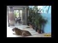 OMG Someone Leave The Tiger In Front Of The Elevator Prank