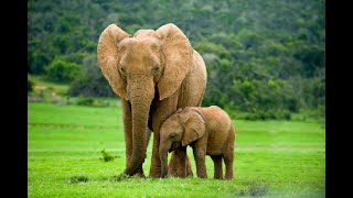 Szeged Zoo Elephants - (Inside)