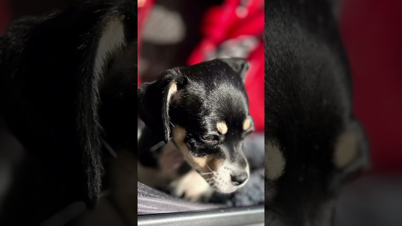 Enlarge Meesha, a ADOPTABLE Chiweenie in Bakersfield, CA video 6/6