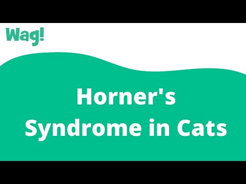Horner's Syndrome in Cats | Wag!
