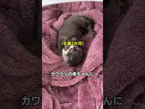 すべてが初めての赤ちゃんカワウソ