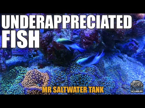 UNDERAPPRECIATED Mixed Reef Fish - Mark Callahan - Mr. Saltwater Tank