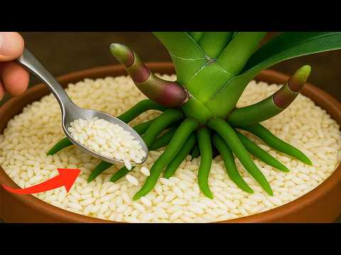 Just sprinkle it on top! Suddenly the flowerless orchids will bloom like crazy