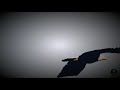 Motivational Video Became An Eagle Not A Parrot