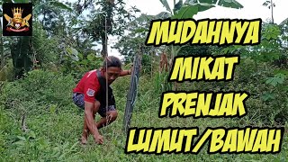 Download lagu cara mudah mikat burung prenjak lumut/prenjak bawah mp3