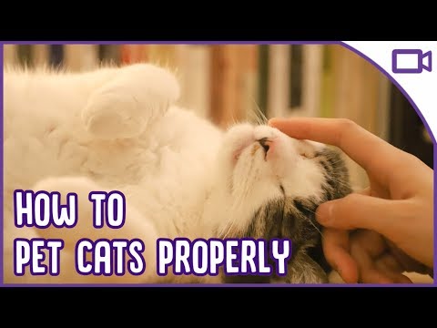How to Properly Pet a Cat So That They LOVE You! - YouTube