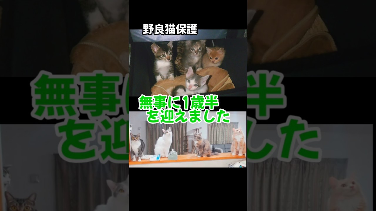 野良猫 保護 4兄弟が1歳半を迎えました！