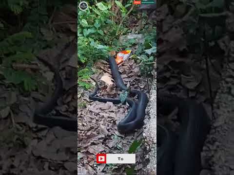 Highly Venomous Snake Spotted in Local Area – Extremely Dangerous! #shorts #youtubeshorts  #viral