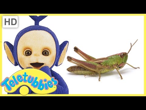 Teletubbies Full Episode - Grasshopper | Episode 309