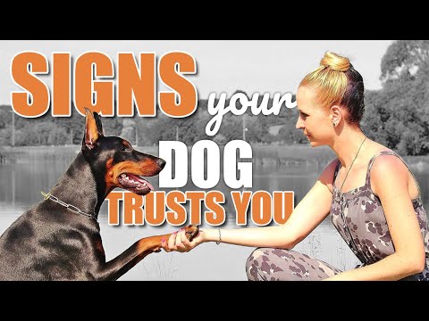 YouTube video about: How do you know if your dog trusts you?
