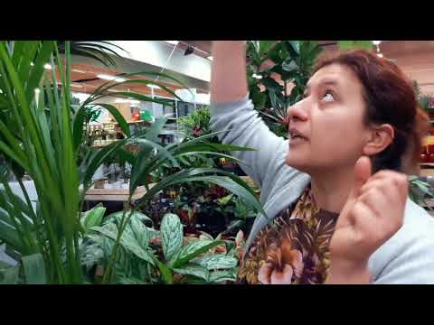 Houseplants: How to Grow Kentia