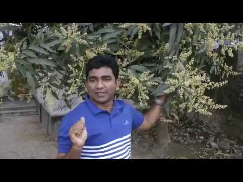 আমের মুকুল/গুটি ঝরা বন্ধ করতে-বোরিক এসিড,ইউরিয়া ও পানি ট্রিট্মেন্ট