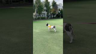 せっかく公園に来たのに、それどころではないフレブル