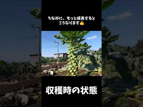 芽キャベツは生で食べられますか? 植物