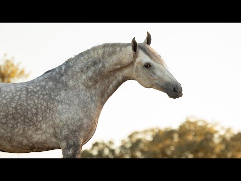 **SOLD** Stunning old-type baroque Lusitano (REF#806)