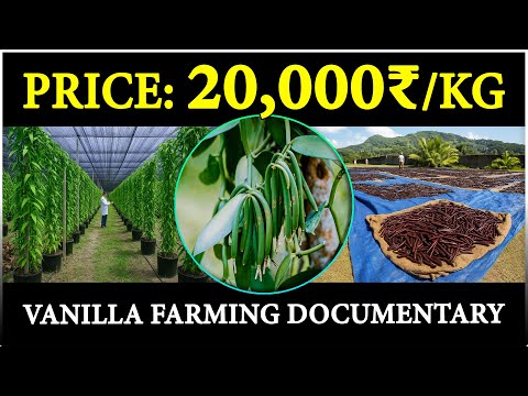 VANILLA FARMING / VANILLA CULTIVATION
