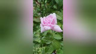 Blue Murder Sex Child