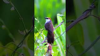 Download lagu Tepus Gelagah, Burung Kaso-kaso #tepusgelagah #kasokaso #burung #alamliar #hobiburung #burungkicau mp3