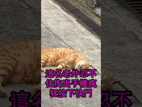 老外在台灣看到“😻貓咪占領村落”！✨來到猴硐後直呼：這裏是天堂嗎？！#台灣 #猴硐貓村 #外國人在台灣 #台灣旅遊 #老外反應#貓咪天堂 #萌寵日常 #療愈 #人情味 #太誇張了 #不可思議