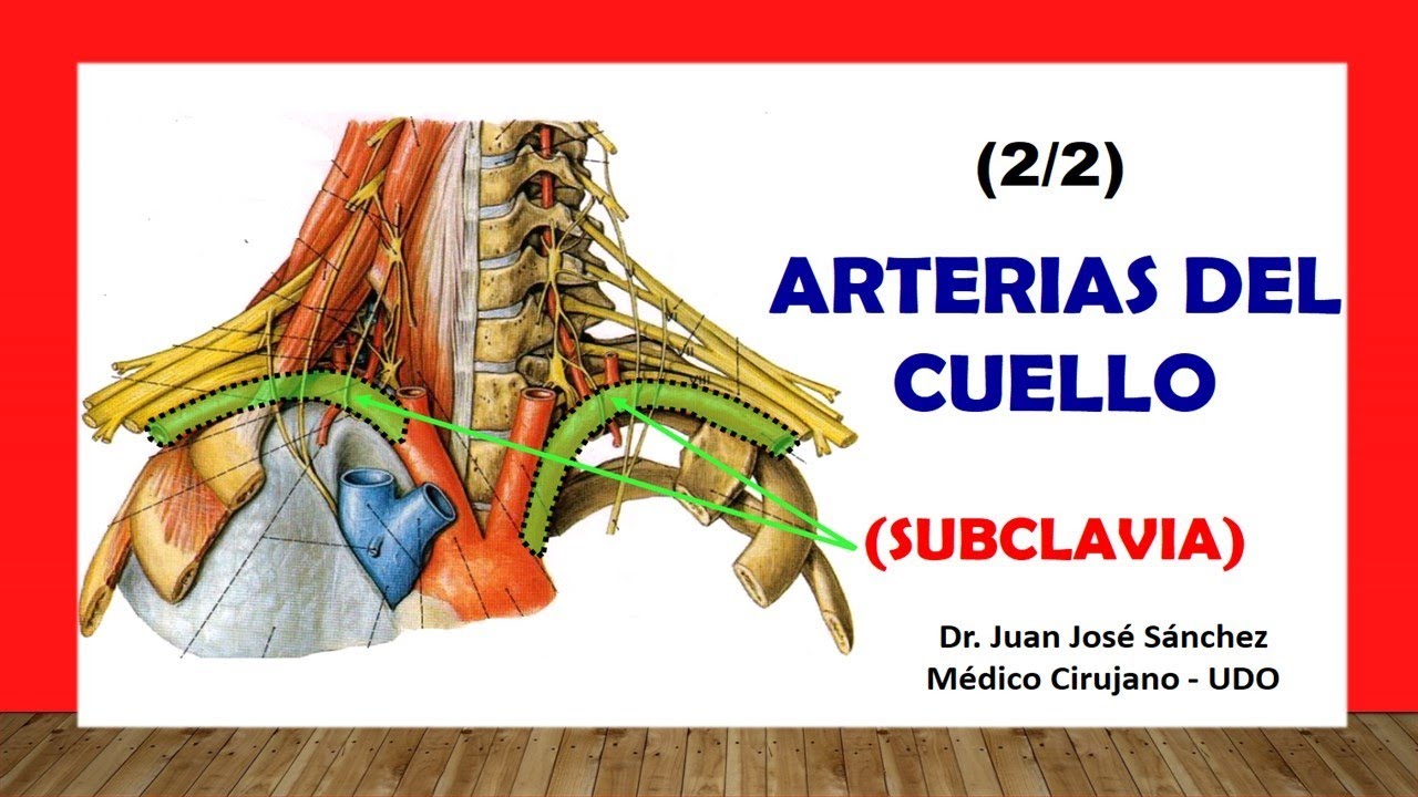 🥇 SUBCLAVIA ARTERY AND ITS BRANCHES, Easy and Simple!