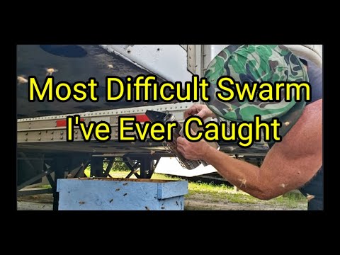 Most Difficult Swarm I've Ever Caught