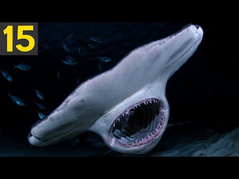 TOP 15 Amazing Shark Species
