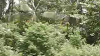 preview picture of video 'In treno da Calicut a Kannur, Kerala (India del sud)  - 8 settembre 2009'